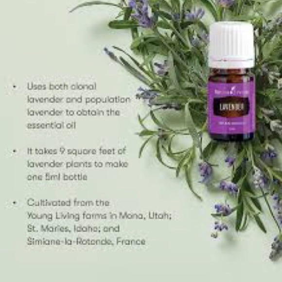 🌱NEW🌱 LAVENDER ESSENTIAL OIL 15ML by YOUNG LIVING ESSENTIAL OILS - Picture 2 of 5